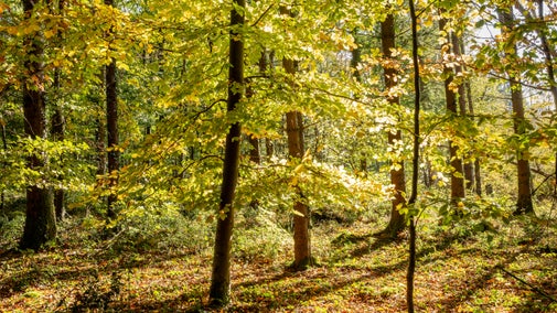 Autumn leaves in Ashcyst Forest